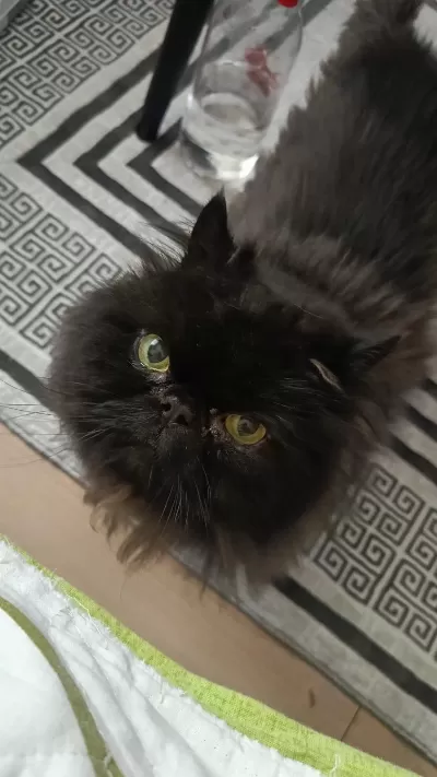 Kedimiz Simba İçin Ömürlük Aile Arıyoruz