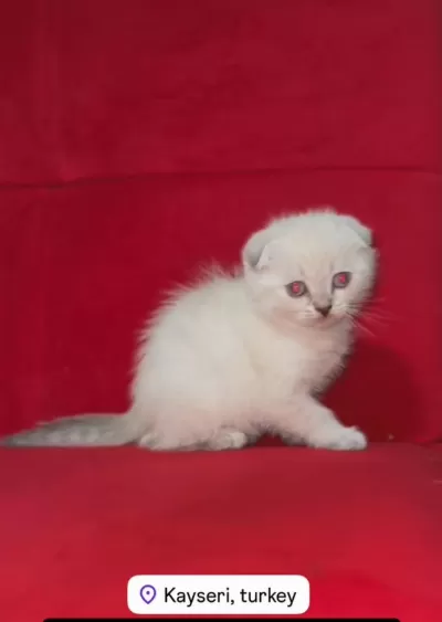 Teslime Hazır Son Yavru Erkek Scottish Fold