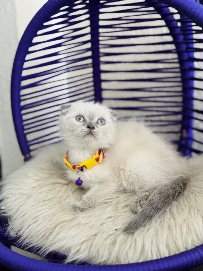 Scottish Fold Bluepoint Dişi Erkek Yavrular