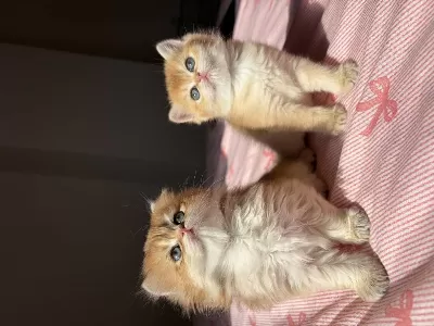 British Shorthair Longhair Bebekler