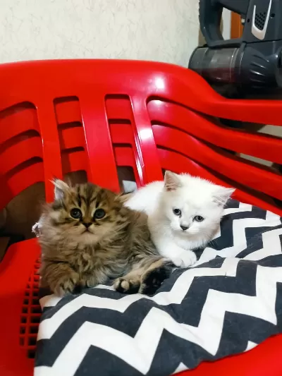 British Longhair Ve Blue Point