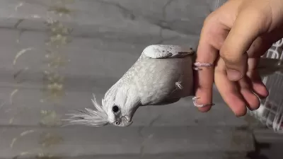 Cinnemon Pearl Dişi Sultan Papağanı