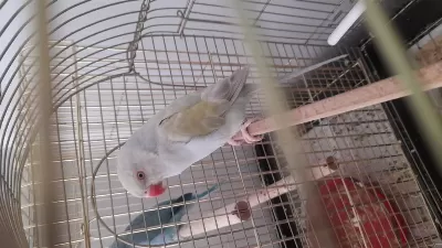 Mutasyon Pakistan Papağanı Çiftimiz