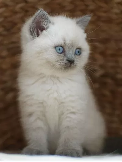 British Shorthair Yavrular Evinizin Neşesi Olacaktır