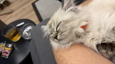 Acil Erkek 3 Aylık Chinchilla Kedisi