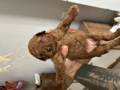 Toy Poodle Kore Kan Yavrular
