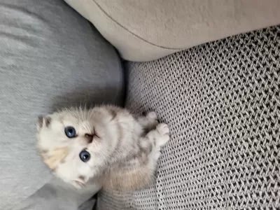 Mükemmel Scottish Fold Bebeklerim