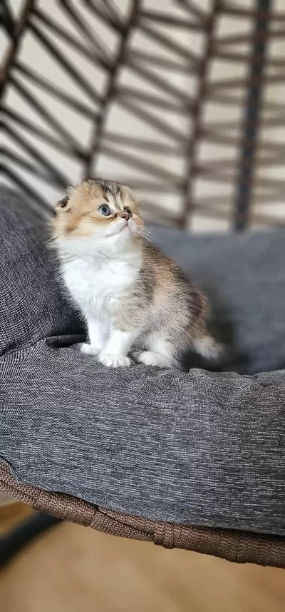 Scottish Fold Yavrular