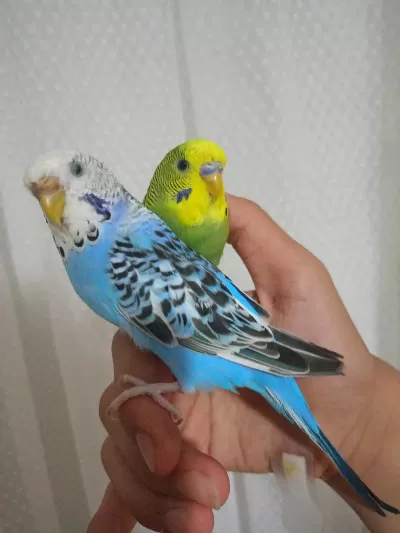 Evcil Muhabbet Kuşu Çifti
