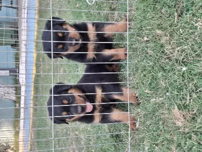 Safkan Macar Koca Kafa Küt Burun Rottweiler Yavrular