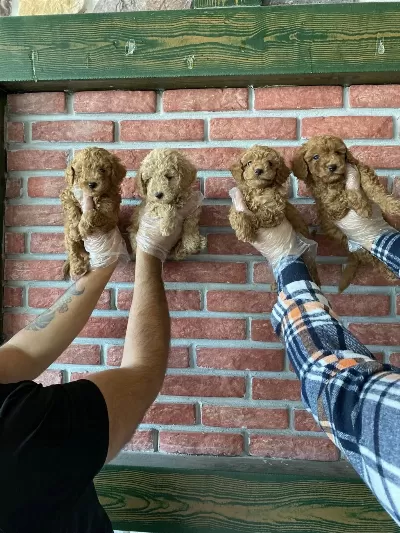 Wc Egitimli Maltipoo Yavrularımız Dişi Erkek