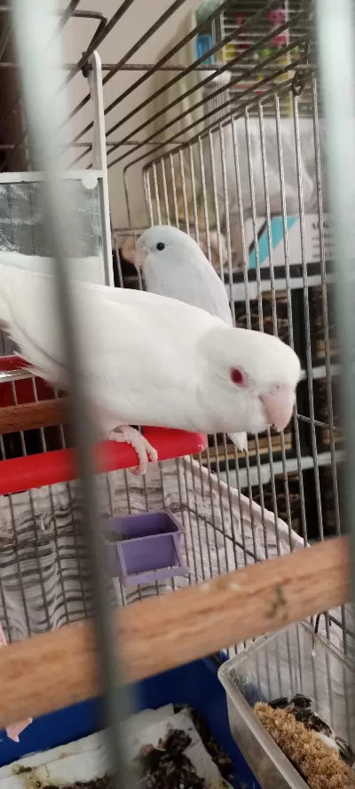 Albino Kırmızı Göz Dişi Forpus