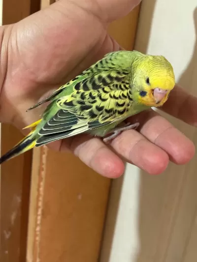 37 Günlük Konuşturmalik Bebek Muhabbet Kuşu
