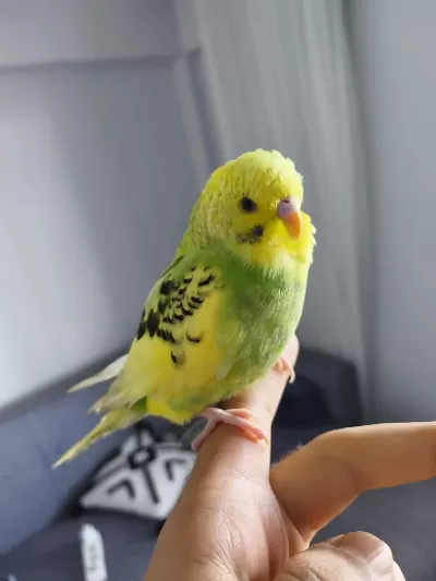 Dişi Jumbo Kırması Yavru Muhabbet Kuşu