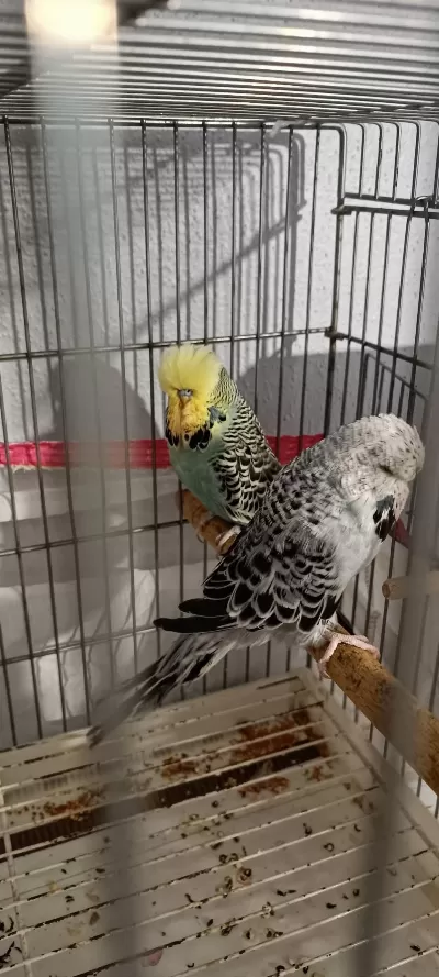 2 Takım Show Jumbo Muhabbet Kuşu