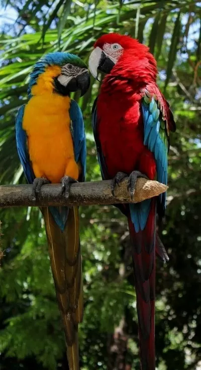 Orjinal Ara Macaw Özel Renk
