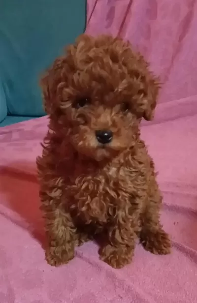 Anne Altından Uygun Orjinal Poodle Bebekler