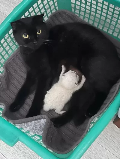 Ücretsiz Sahiplendirme Siyah Scottish Fold