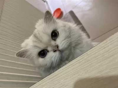 British Longhair Dişi Yetişkin Kedimiz Sahiplendirilecektir