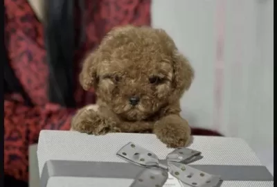 Harika Toy Poodle Bakimli