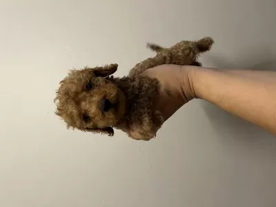 Kore Toy Poodle Bebekler Yeni Yuvası İçin Hazır