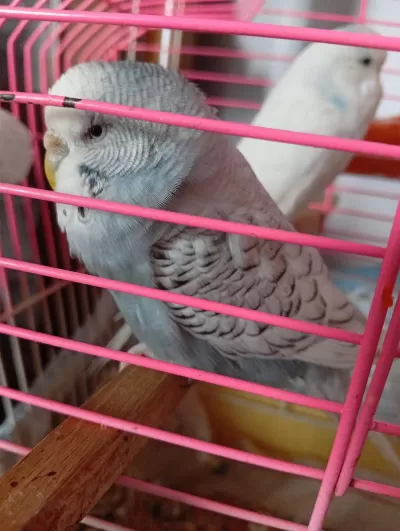 Kizişmiş Sağlikli Dişi Jumbo Dişi Muhabbet Kuşu