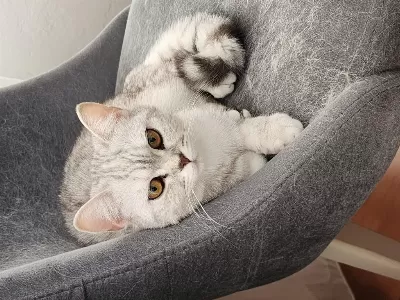 Yavru Kedi 6 Aylik British Shorthair