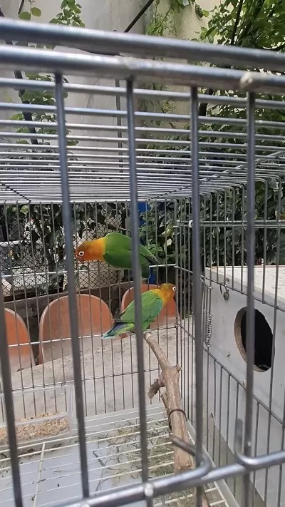 Cennet Papağanı Takım Klasik 1 Yaş