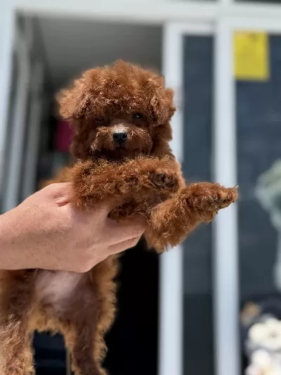 Yasal Ruhsatlı Çiftlikden Ziyarete Açık Kore Toy Poodle