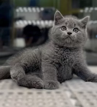 Bursanin En Seçkin British Shorthair Yavrulari