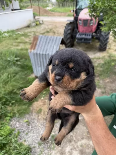 Ruhsatlı Köpek Çifliğinden Rottweiler Yavrular A Scrli