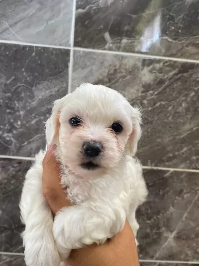 Orjinal Kar Beyaz Bichon Frise Yavrular