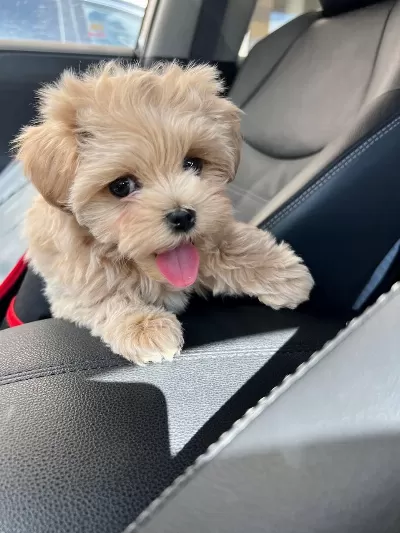 Kore Maltipoo Teacup