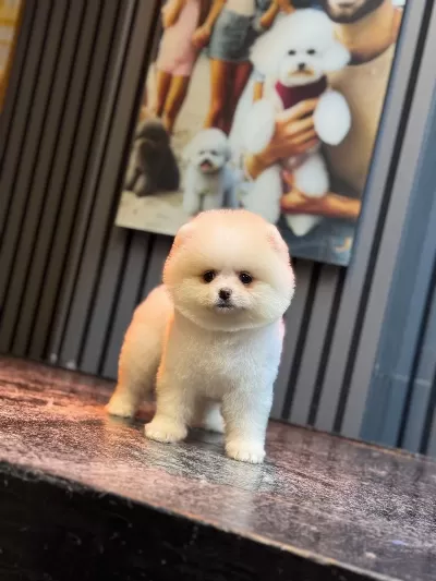 Sağlik Ve İrk Garantili Pomeranian Köpeğimiz
