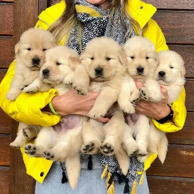 Golden Retriever Yavrulari