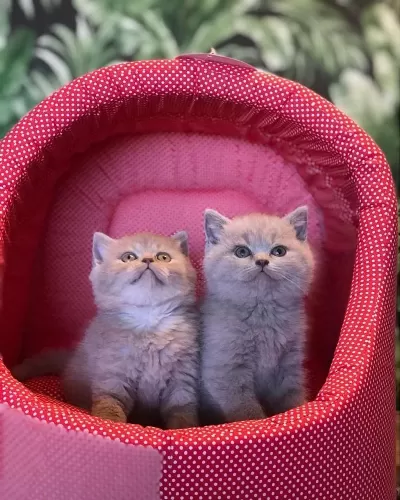 Bebek Yüz British Shorthair Yavrular