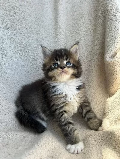 Minik Dev Maine Coon Heyrion