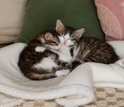 2 Kardeş Kedilerime Ömürlük Yuva