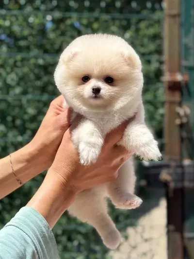Kusursuz Karbeyaz Dişi Pomeranian Boo