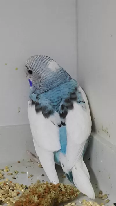 2 Günde Alışacak Muhabbet Kuşu Yavrular