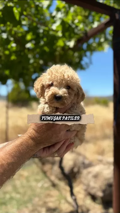 Toy Poodle Yavrusu Kedimiz