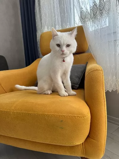 British Shorthair 1 Yaşında (sahipendirilecektir)