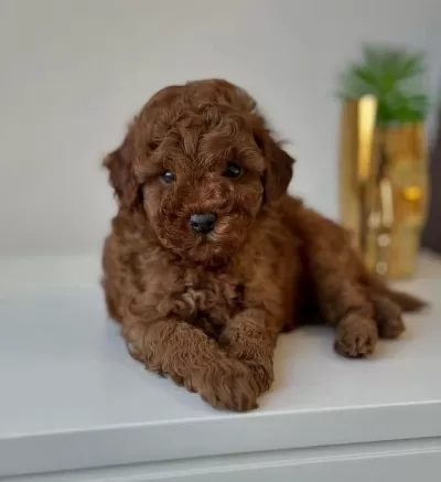 Toy Poodle Yavru Köpekler