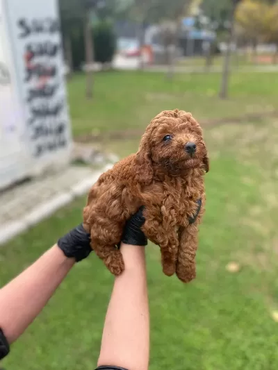 Red Brown Poodle Yavrular Ev Üretimi