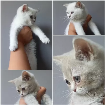 British Shorthair Bebekler