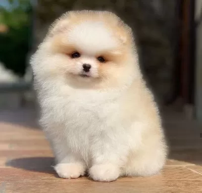 Pomeranian Boo Yavru Köpekler