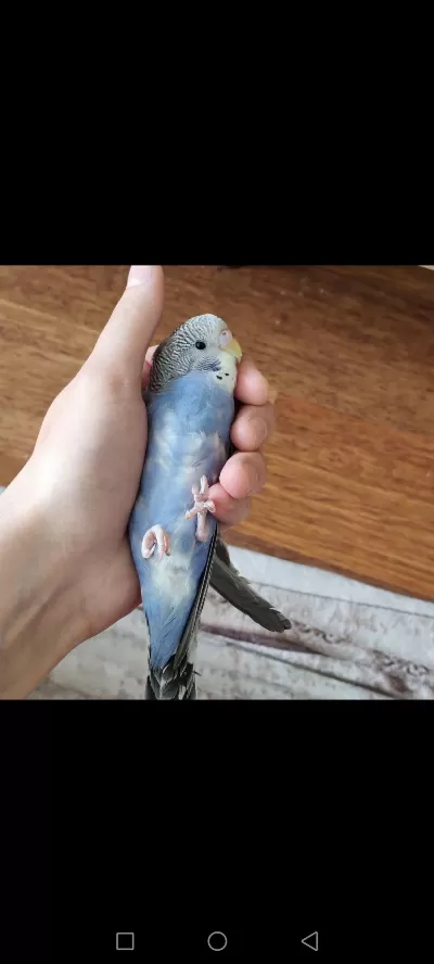 Yavru Yeme Yeni Düştü Erkek Spangle Muhabbet Kuşu