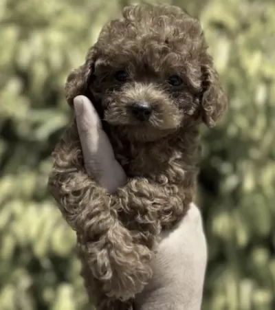 Toy Poodle Köpeğimiz
