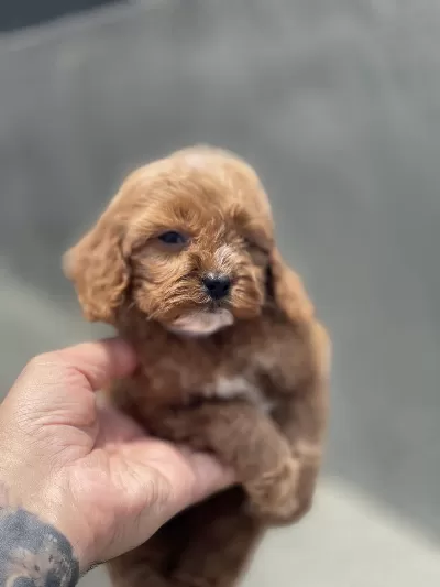 Harika Maltipoo Yavrulari