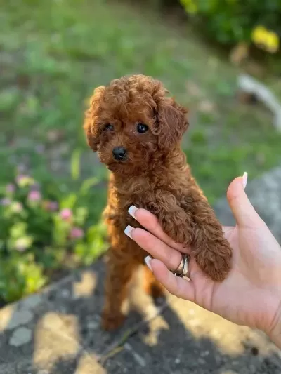 Efsane Toy Poodle Yavrulari